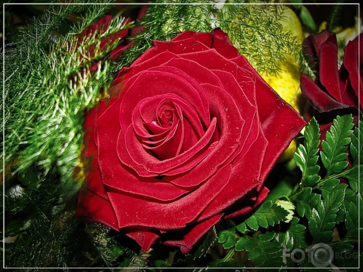 "Red-Dream"