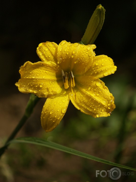 atceroties vasaru