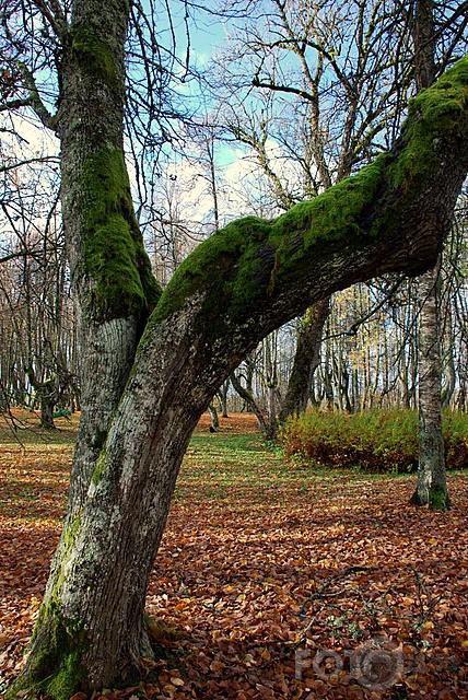 Rudens pastaiga