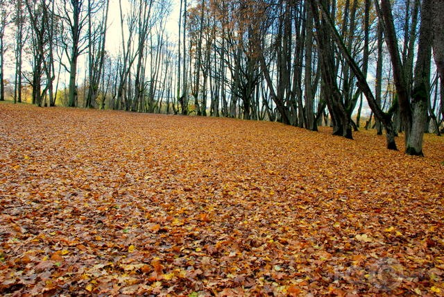 Rudens pastaiga