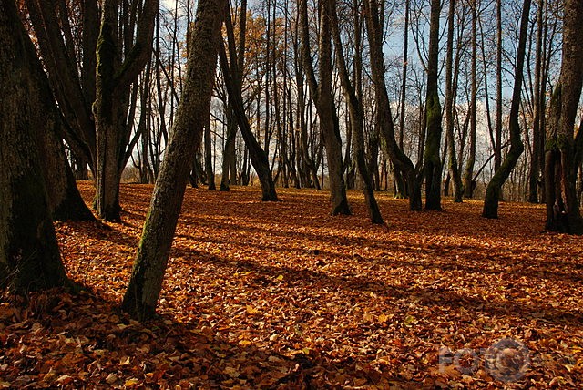Rudens pastaiga