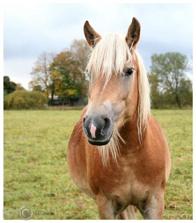 Blondais skaistums