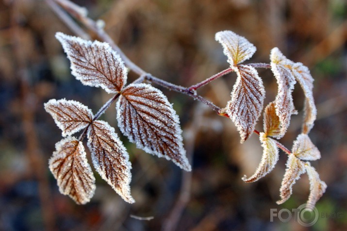 rudens pūdercukurs