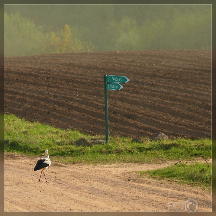 Stārķi bērnus ne tikai nes ...