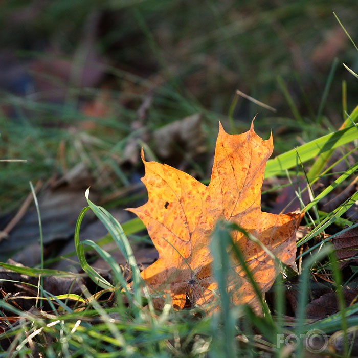 Vēls rudens