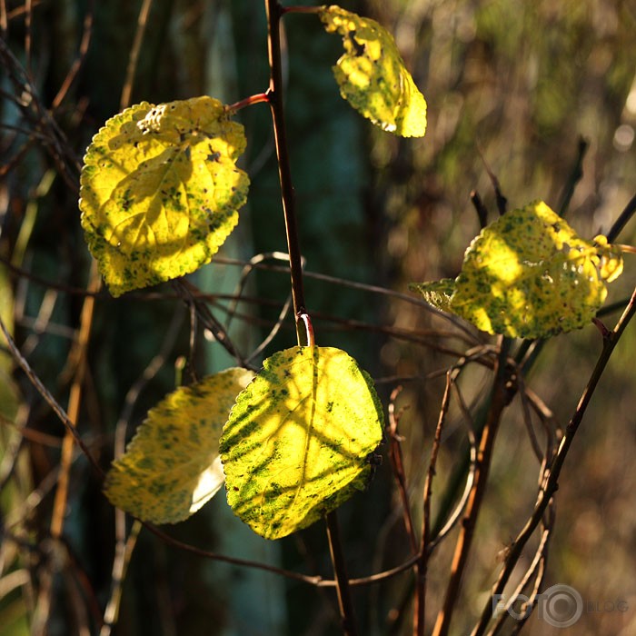 Vēls rudens