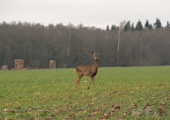 stirniņa