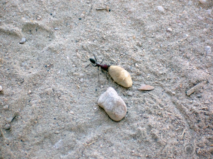 Ant n` Stone