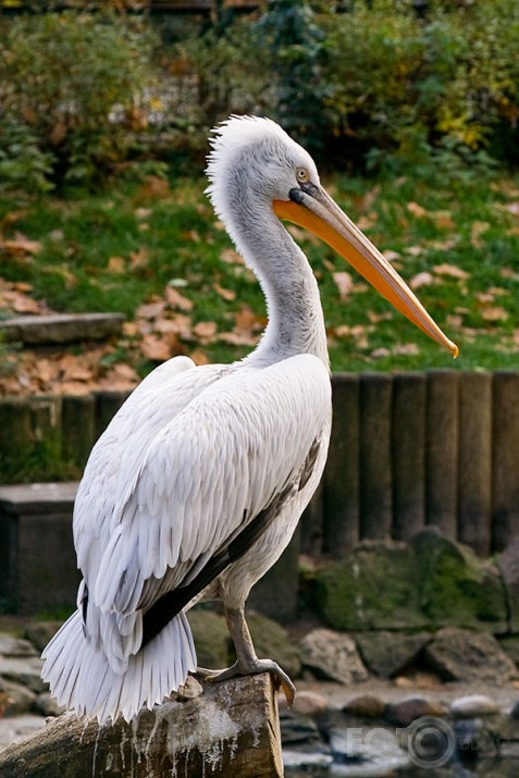 fotosesija zoodārzā