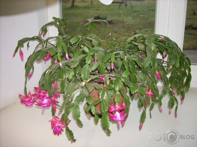 Gaidam Ziemassvētkus