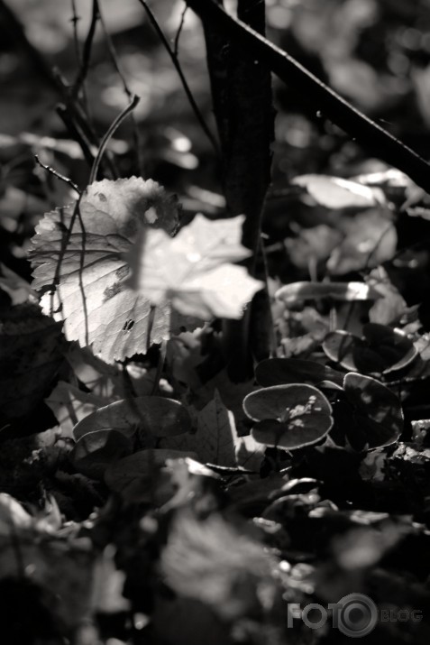 Autumn Reflection