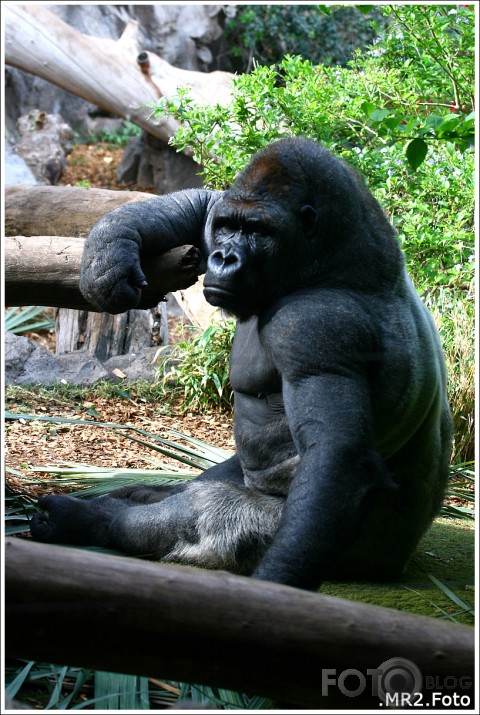 Loro Parque, Puerto de la Cruz, Tenerife, Canary Islands, Spain