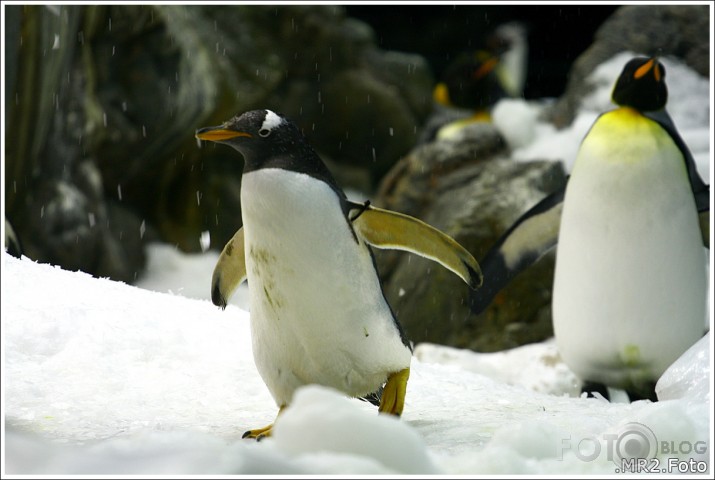 Loro Parque, Puerto de la Cruz, Tenerife, Canary Islands, Spain