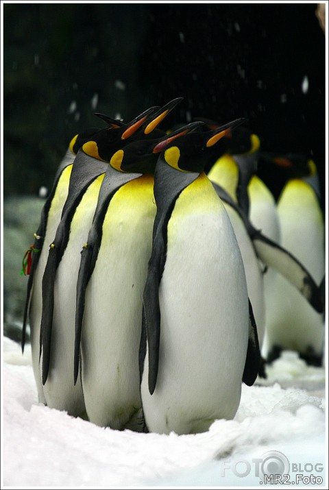 Loro Parque, Puerto de la Cruz, Tenerife, Canary Islands, Spain