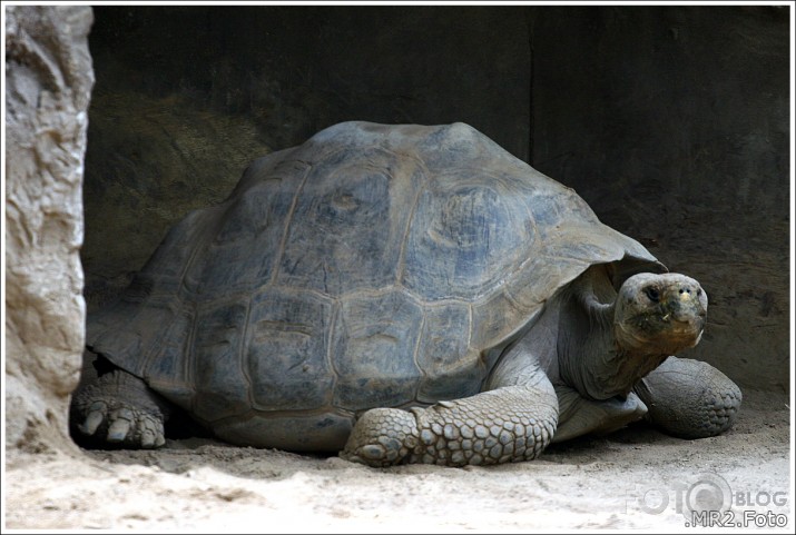 Loro Parque, Puerto de la Cruz, Tenerife, Canary Islands, Spain