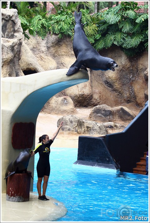 Loro Parque, Puerto de la Cruz, Tenerife, Canary Islands, Spain