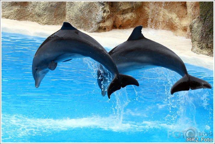 Loro Parque, Puerto de la Cruz, Tenerife, Canary Islands, Spain