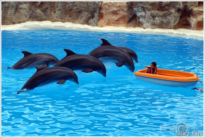 Loro Parque, Puerto de la Cruz, Tenerife, Canary Islands, Spain