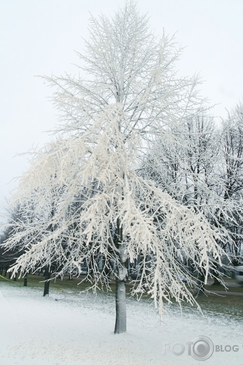 Ziemīgs rīts Uzvaras parkā