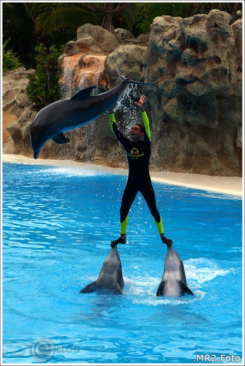 Dolphin show