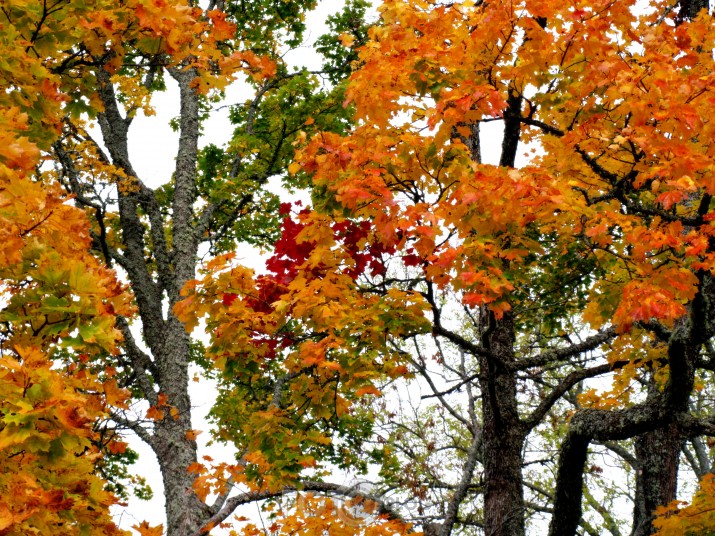 Rudens košumā