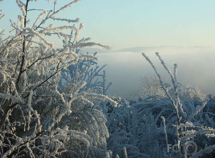 Ziemas ziedi decembra sarmas dārzā