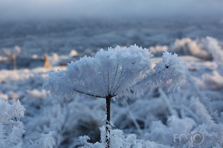 Ziemas ziedi decembra sarmas dārzā