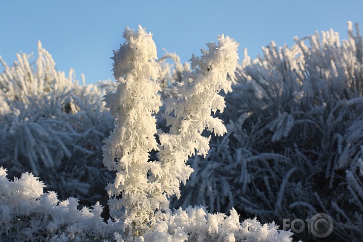 Ziemas ziedi decembra sarmas dārzā