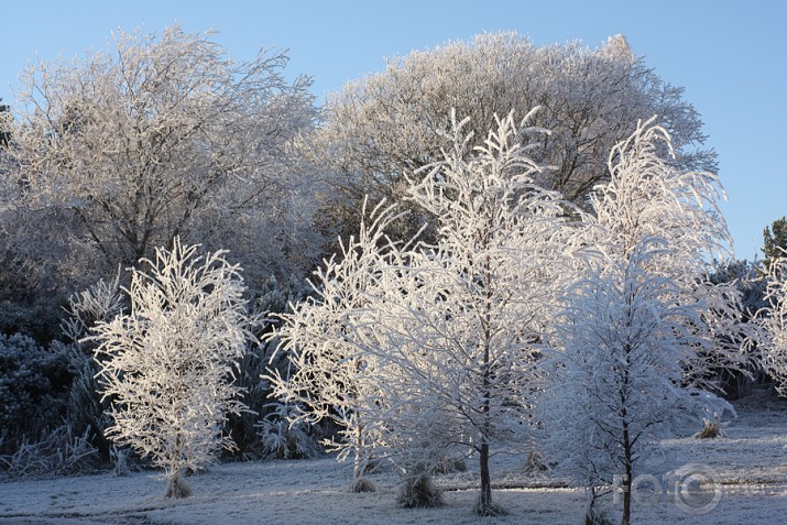 Ziemas ziedi decembra sarmas dārzā