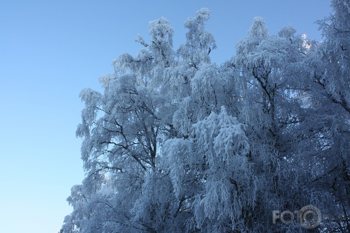 Ziemas ziedi decembra sarmas dārzā