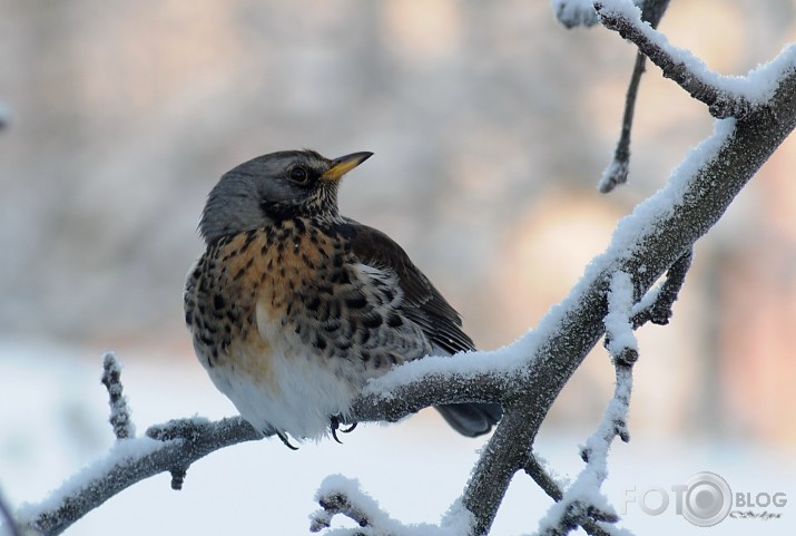 Turdus pilaris.