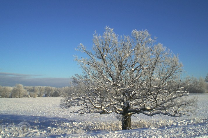 Krīzes pieclatnieks