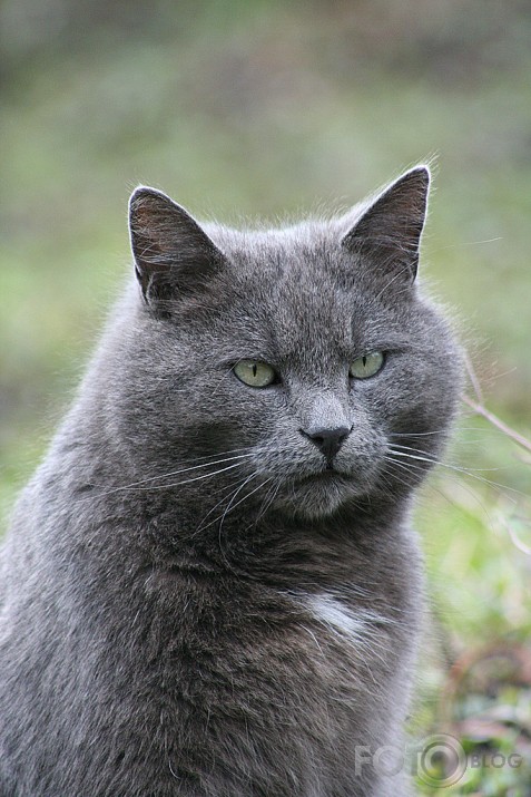 peleekais