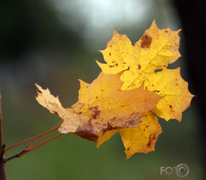 Rudens atskaņas