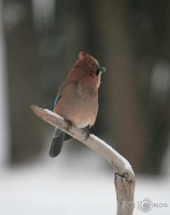 Gribu un sēžu visu dienu kā pūce! 