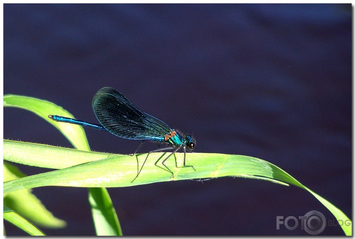 Mēmeles Zilā