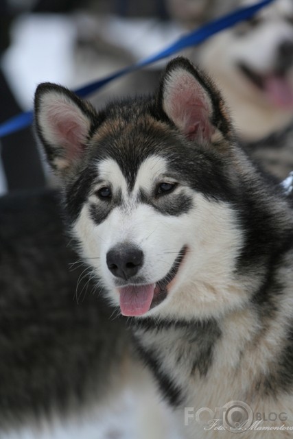 husky