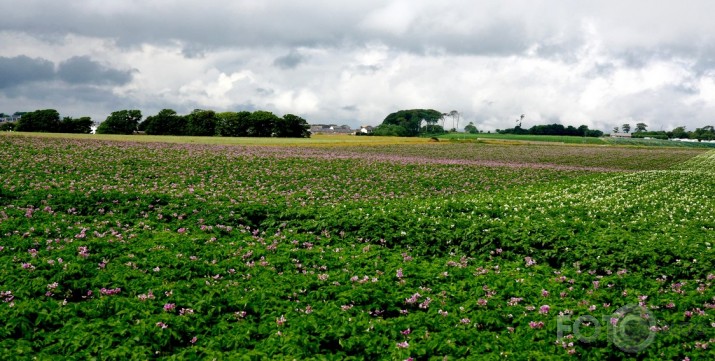 Skotija 2008.g.vasara