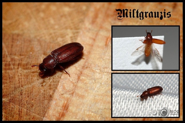 Miltgrauzis (2-3mm)