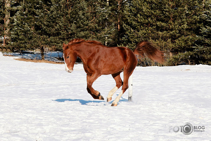 Mustangs II