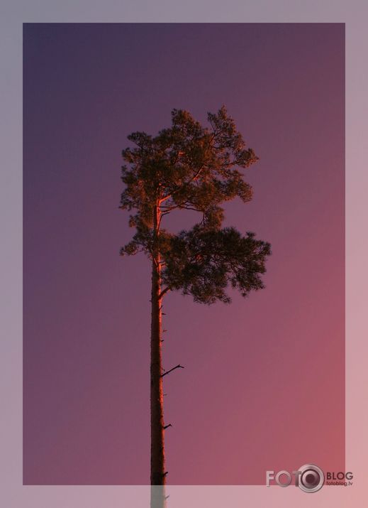 vientuļā priede..