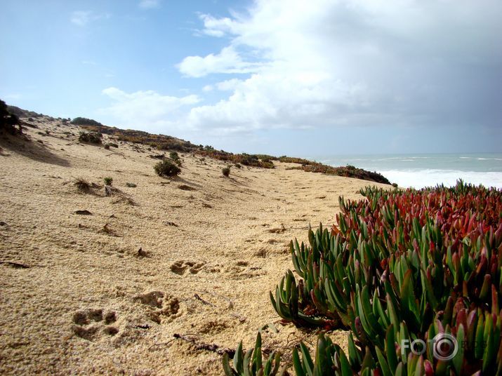 kāpu suns