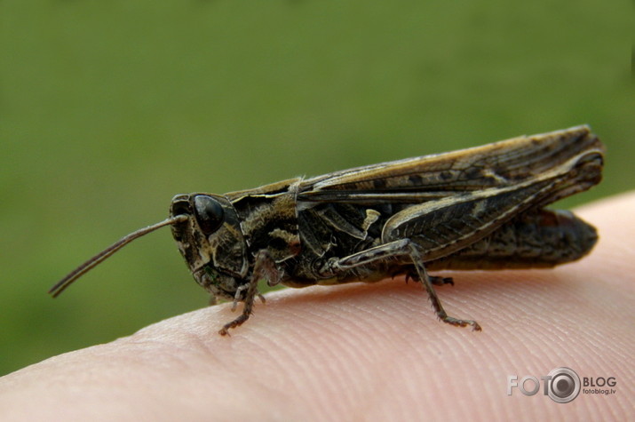 pērnā vasara