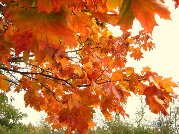 rudens