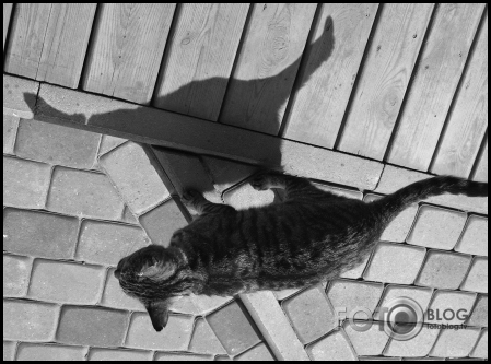 BullCat
