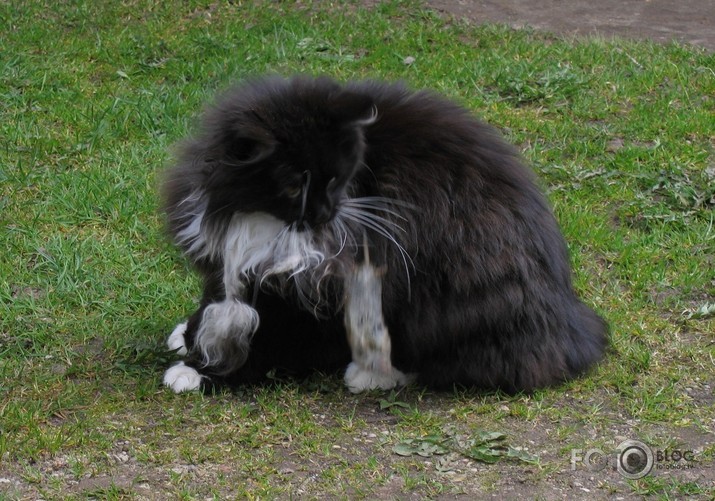 Kaķiskā rotaļa