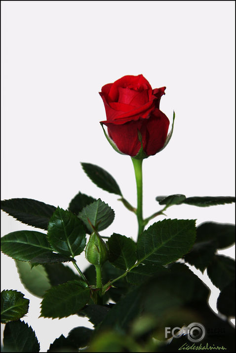 no Valentīna