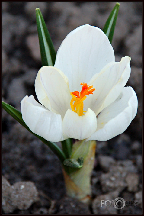Crocus....