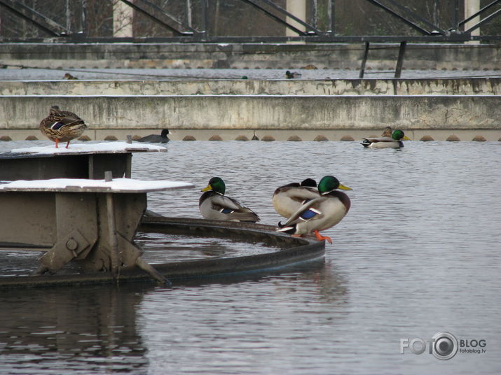 Ir jāzin, kur TAS nonāk jeb ekskursija uz attīrīšanas staciju "Daugavgrīva"