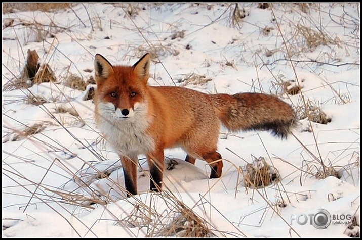 ziņkārīgā...